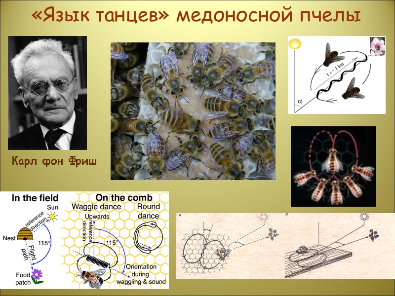 «Язык танцев» медоносной пчелы Карл фон Фриш